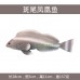 大號仿真熱帶魚模型海洋魚海水魚海洋動物生物道具