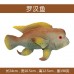 大號仿真熱帶魚模型海洋魚海水魚海洋動物生物道具